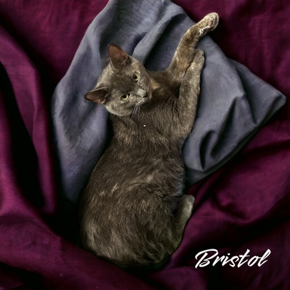 Bristol, an adoptable Domestic Short Hair in Cumberland, MD_image-1