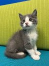 Tibbs