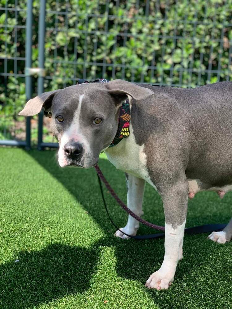 Patty, an adoptable Terrier in Lakeland, FL, 33813 | Photo Image 2
