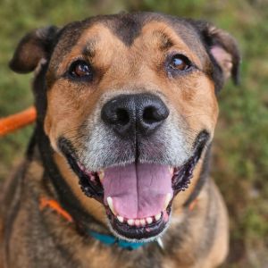 Dog for adoption - Hank, a Mixed Breed in Youngstown, OH