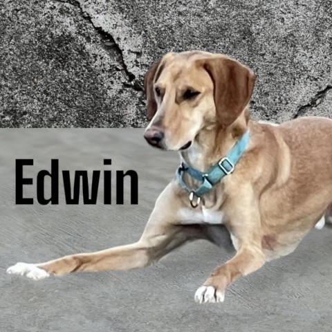 Edwin, an adoptable Hound in Carroll, IA, 51401 | Photo Image 1