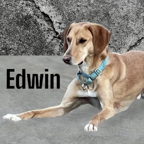 Edwin, an adoptable Hound, Saluki in Carroll, IA, 51401 | Photo Image 1