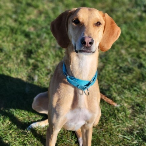 Edwin, an adoptable Hound, Saluki in Carroll, IA, 51401 | Photo Image 3