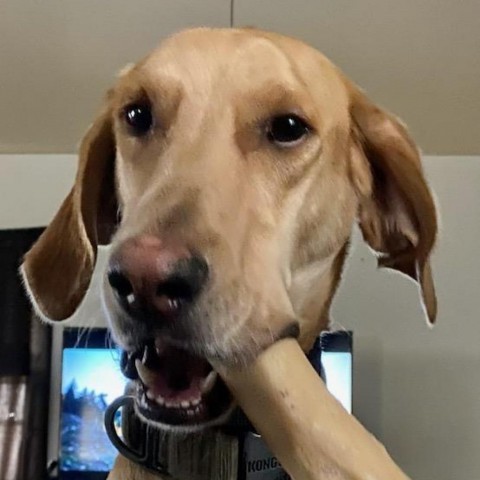 Edwin, an adoptable Hound, Saluki in Carroll, IA, 51401 | Photo Image 5