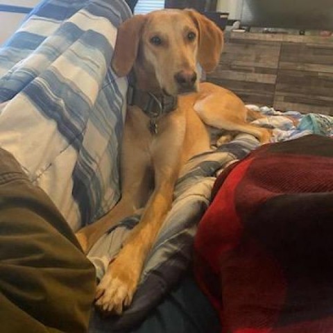 Edwin, an adoptable Hound, Saluki in Carroll, IA, 51401 | Photo Image 6