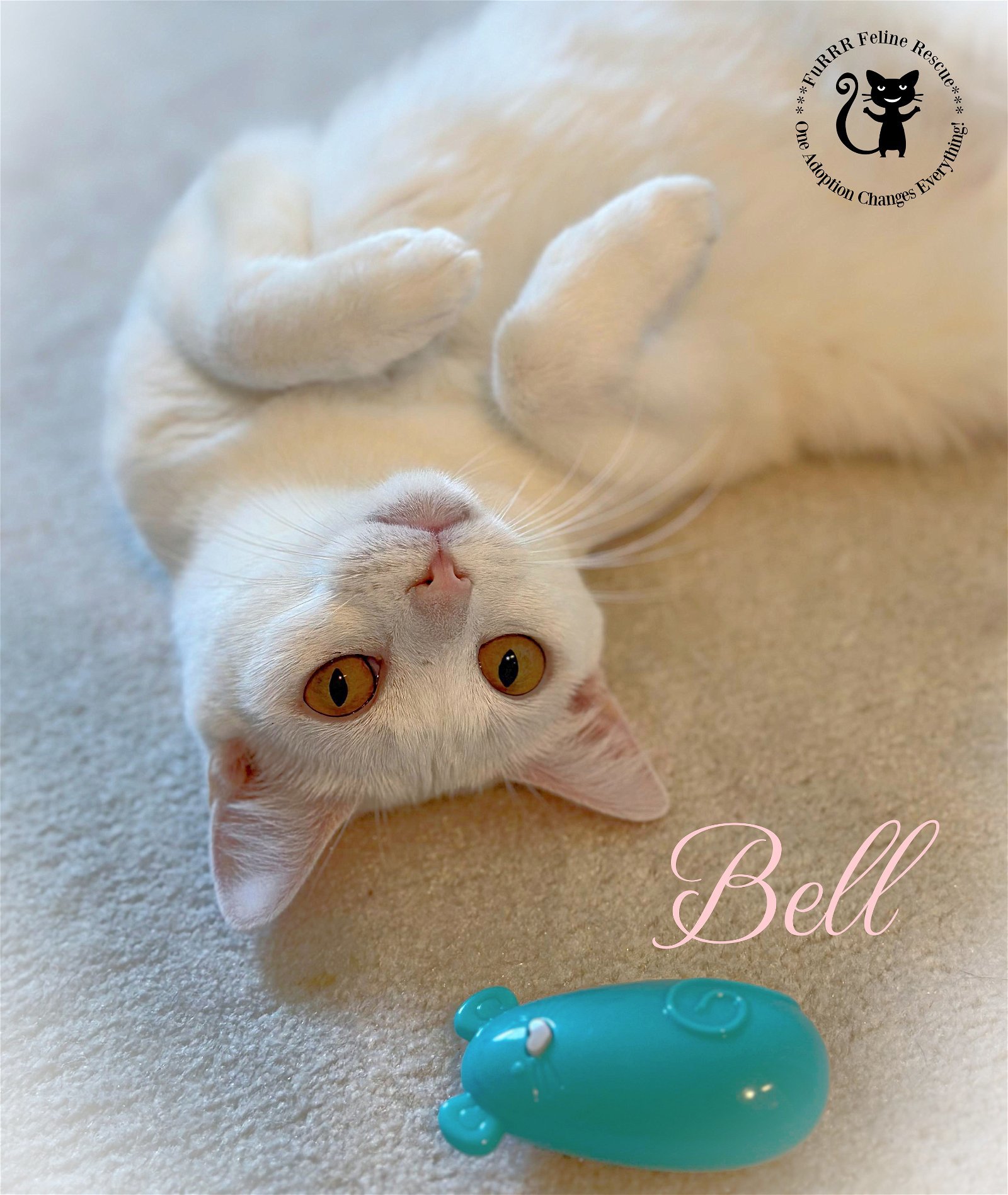 Jalapeno AND Bell, an adoptable Domestic Short Hair in Gonic, NH, 03839 | Photo Image 3