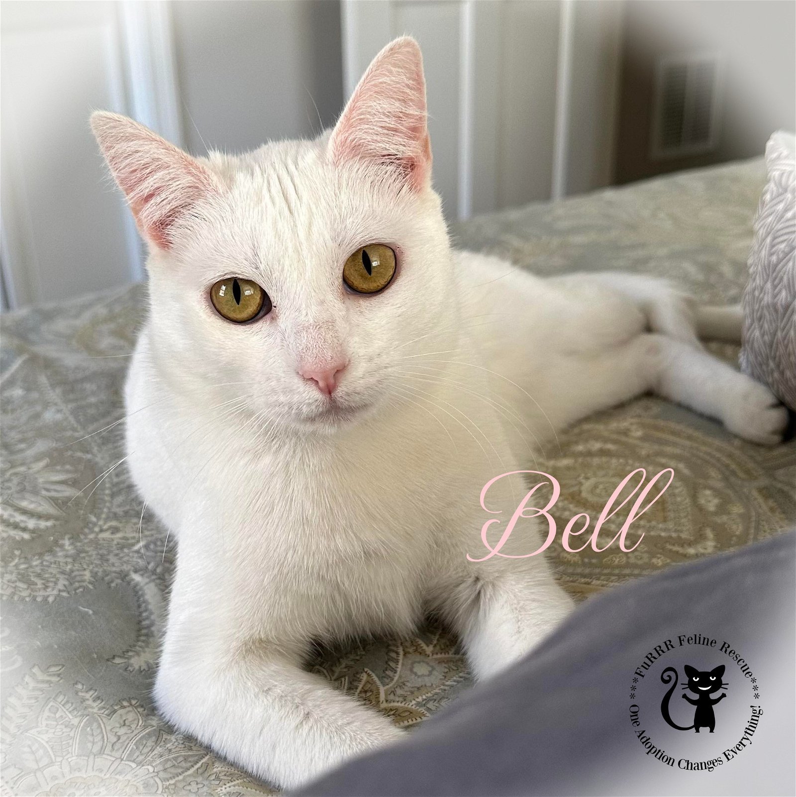 Bell AND Jalapeno, an adoptable Domestic Short Hair in Gonic, NH, 03839 | Photo Image 2