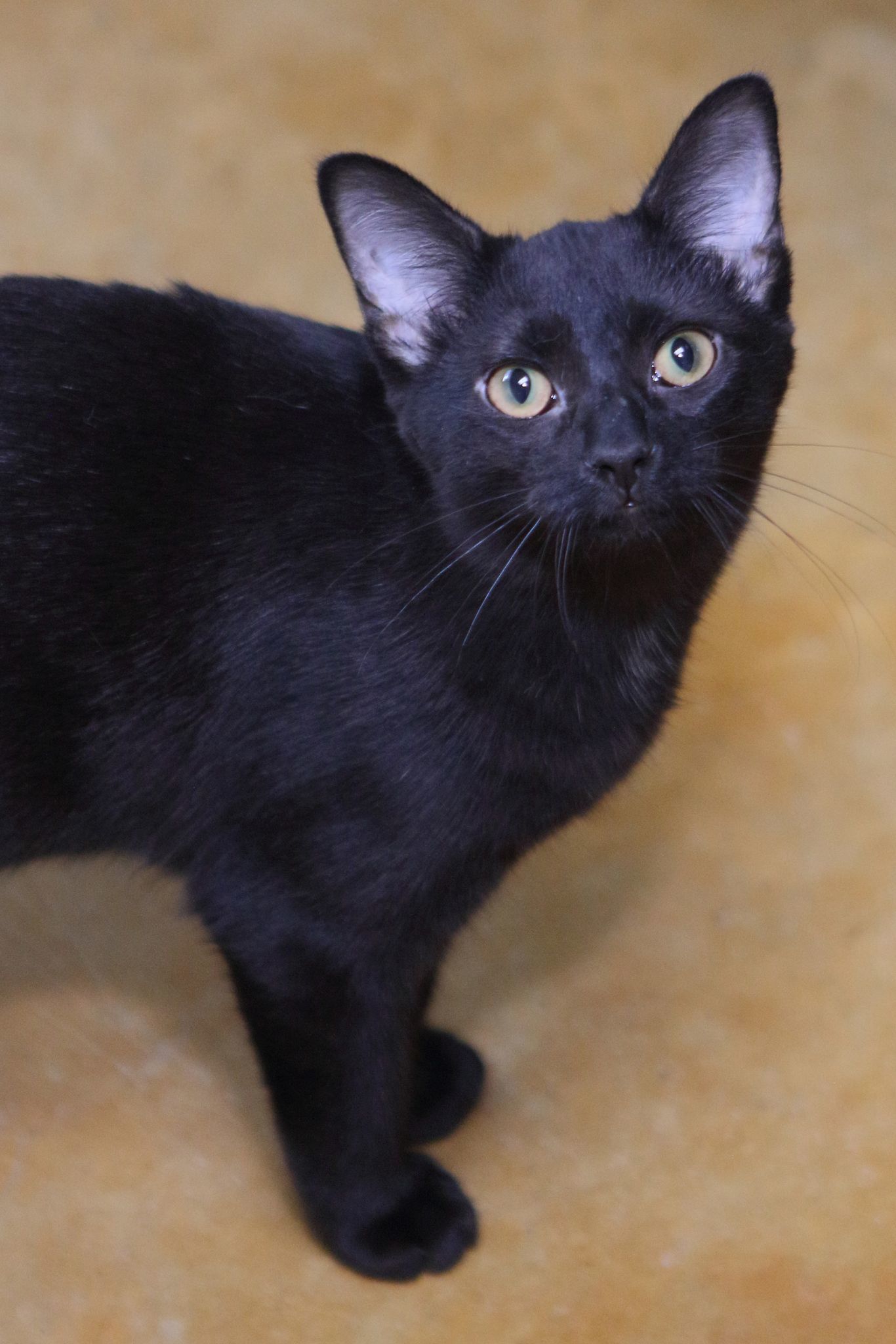 Kirby, an adoptable Domestic Short Hair in Austin, MN, 55912 | Photo Image 1