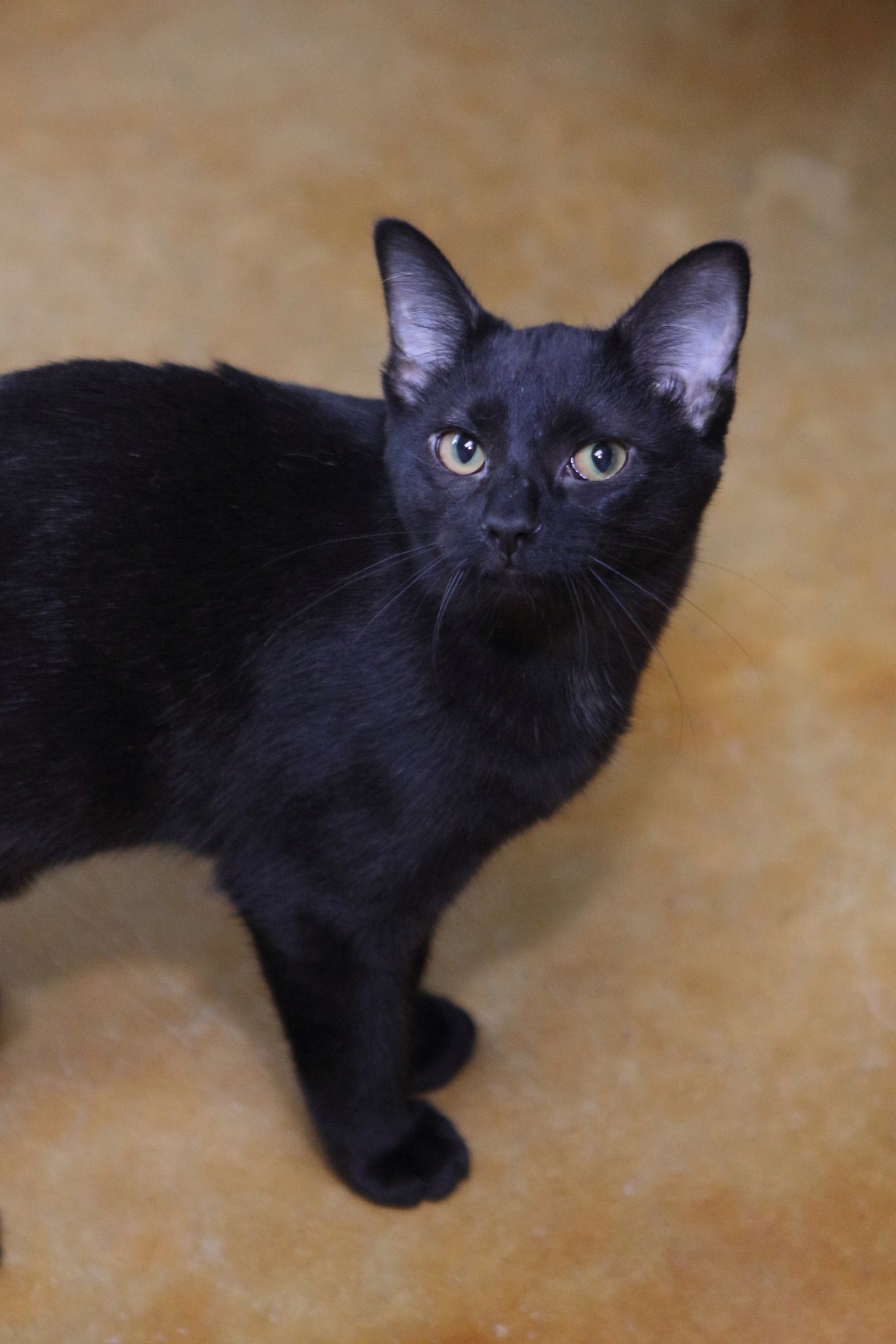 Kirby, an adoptable Domestic Short Hair in Austin, MN, 55912 | Photo Image 2
