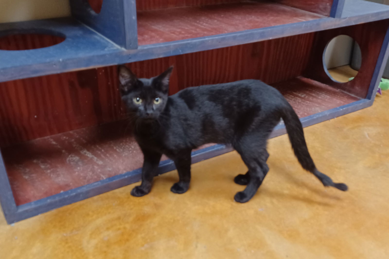 Kirby, an adoptable Domestic Short Hair in Austin, MN, 55912 | Photo Image 3