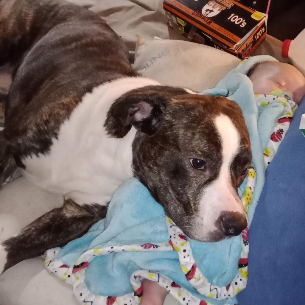 Loki - MISSING, an adoptable Mixed Breed in Lynchburg, VA, 24502 | Photo Image 1