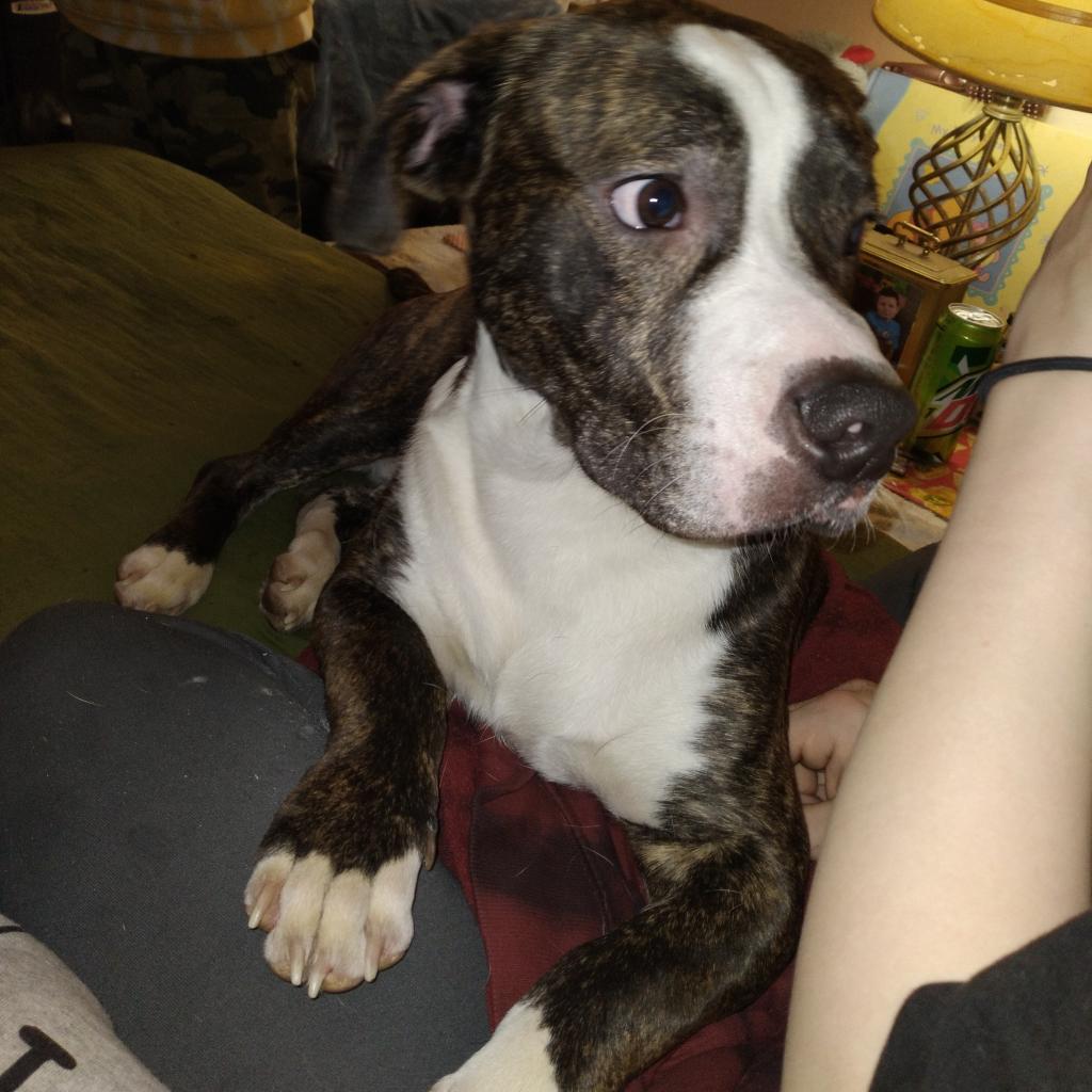 Loki - MISSING, an adoptable Mixed Breed in Lynchburg, VA, 24502 | Photo Image 2