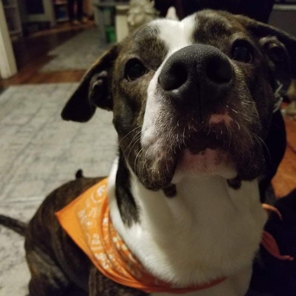 Loki - MISSING, an adoptable Mixed Breed in Lynchburg, VA, 24502 | Photo Image 3