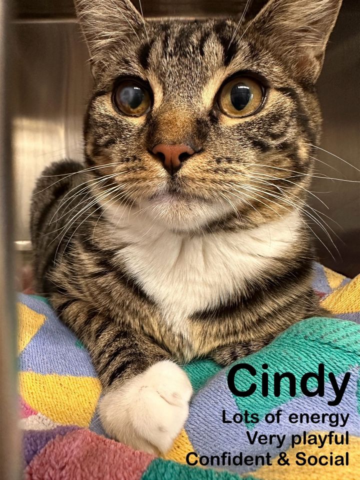 Cindy, an adoptable Domestic Short Hair in Bridgewater, NJ_image-1