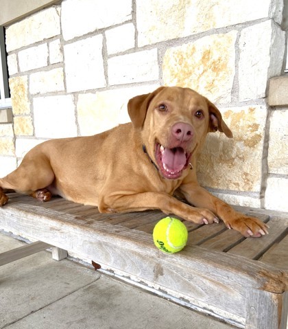 Molly, an adoptable Vizsla, Mixed Breed in North Richland Hills, TX, 76180 | Photo Image 1