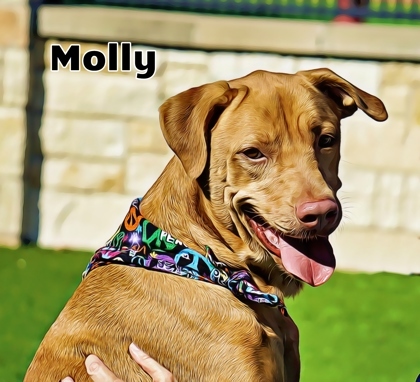 Molly, an adoptable Vizsla, Mixed Breed in North Richland Hills, TX, 76180 | Photo Image 2