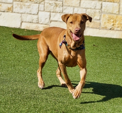 Molly, an adoptable Vizsla, Mixed Breed in North Richland Hills, TX, 76180 | Photo Image 3
