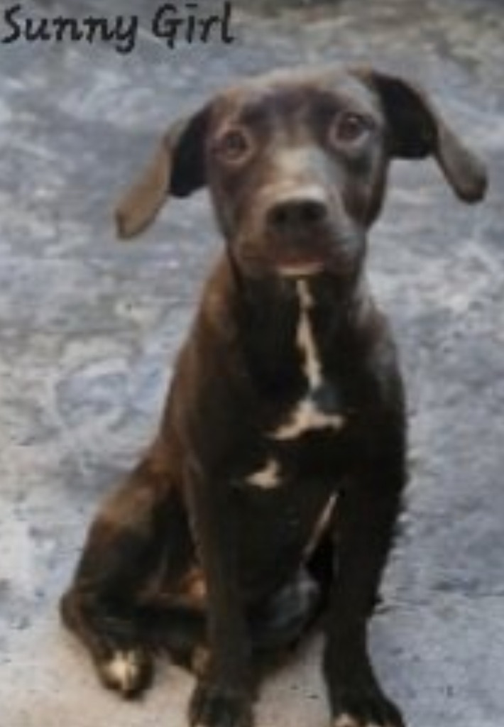 Sunny Girl, an adoptable Labrador Retriever, Terrier in El Dorado, AR, 71730 | Photo Image 1