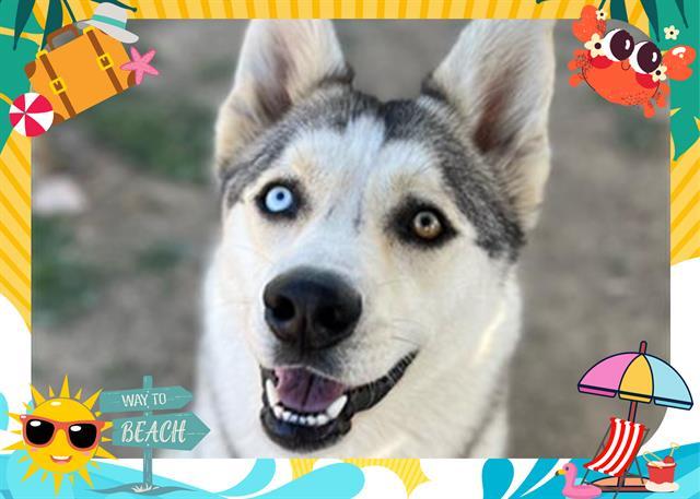 AURORA, an adoptable Siberian Husky in Ojai, CA, 93023 | Photo Image 1