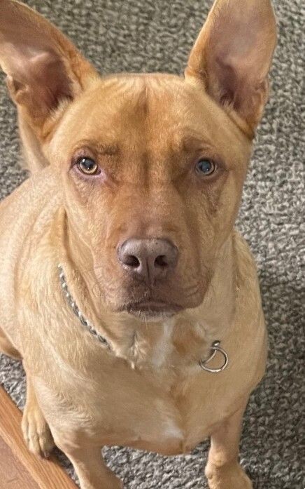 Rocky, an adoptable American Staffordshire Terrier, Mixed Breed in Windsor, CO, 80550 | Photo Image 1