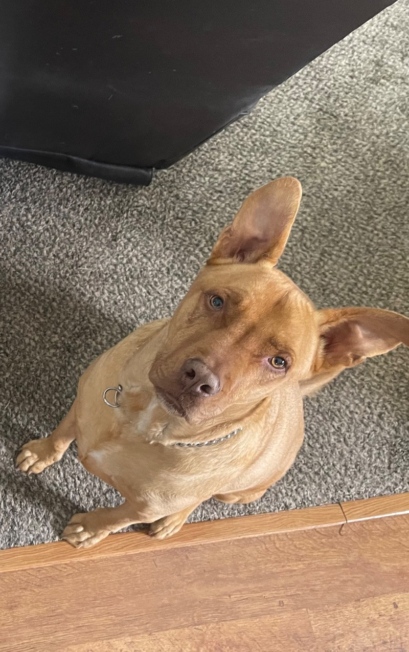 Rocky, an adoptable American Staffordshire Terrier, Mixed Breed in Windsor, CO, 80550 | Photo Image 2