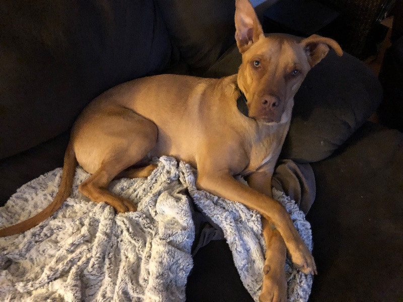 Rocky, an adoptable American Staffordshire Terrier, Mixed Breed in Windsor, CO, 80550 | Photo Image 3