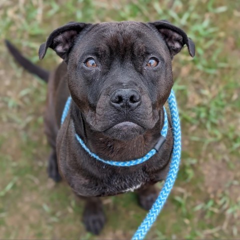 Koda, an adoptable Mixed Breed in Spokane, WA, 99217 | Photo Image 2