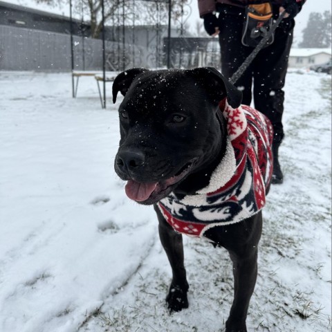 Koda, an adoptable Mixed Breed in Spokane, WA, 99217 | Photo Image 4