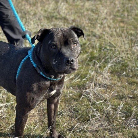 Koda, an adoptable Mixed Breed in Spokane, WA, 99217 | Photo Image 5