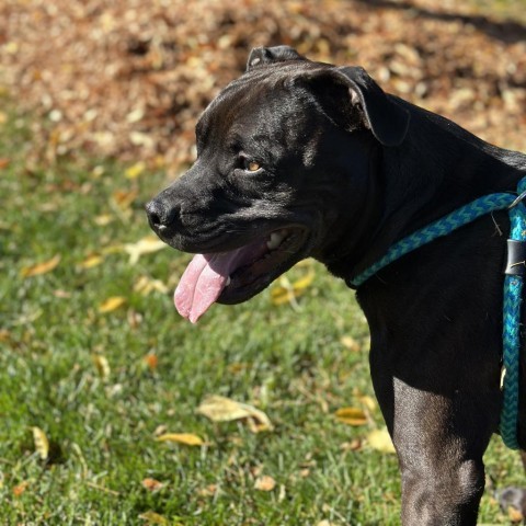 Koda, an adoptable Mixed Breed in Spokane, WA, 99217 | Photo Image 6