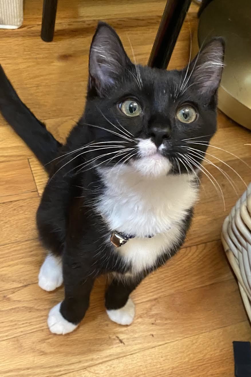 Harley, an adoptable Domestic Short Hair in Davis, CA, 95617 | Photo Image 1