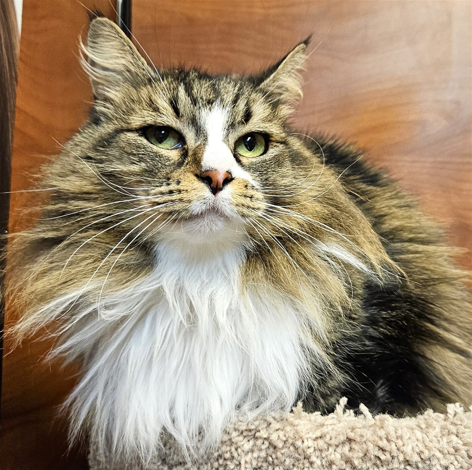 Miss Cinnamon, an adoptable Tabby, Domestic Long Hair in Springfield, OR, 97475 | Photo Image 2