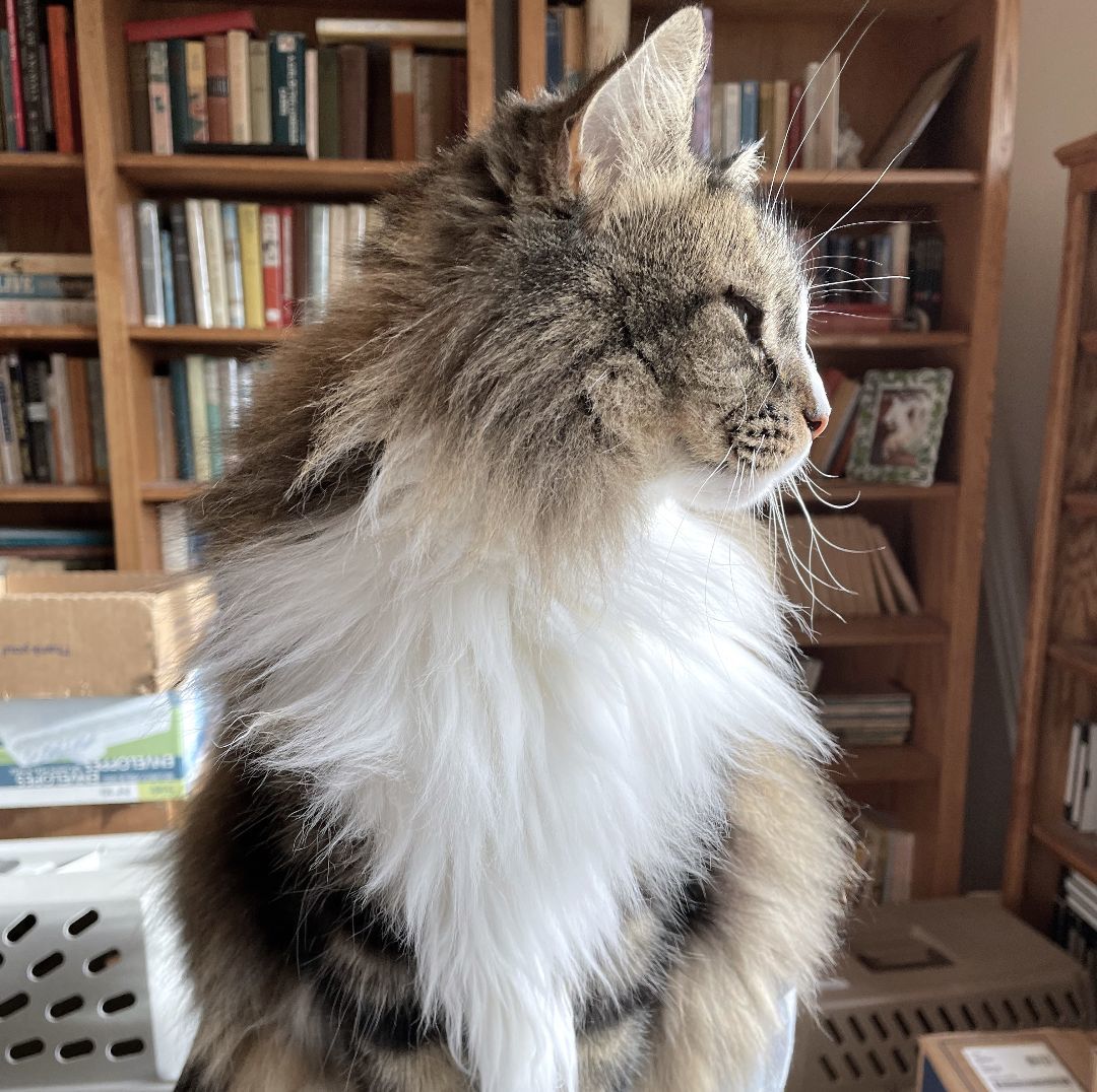 Miss Cinnamon, an adoptable Tabby, Domestic Long Hair in Springfield, OR, 97475 | Photo Image 4