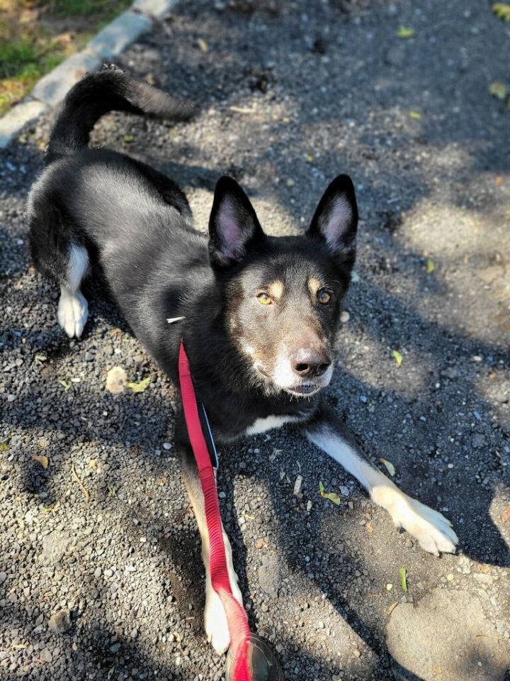 Dog for adoption - Reed, a German Shepherd Dog in AQUEBOGUE, NY
