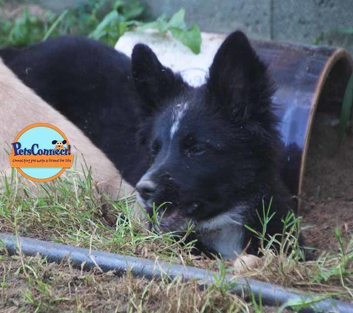 Border Collie Puppies - Animal Kingdom