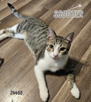 My name is Scooter They call me Scooter because I can run fast I love to play 