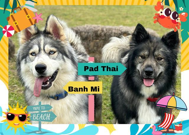 BANH MI, an adoptable Siberian Husky, Mixed Breed in Ojai, CA, 93023 | Photo Image 1