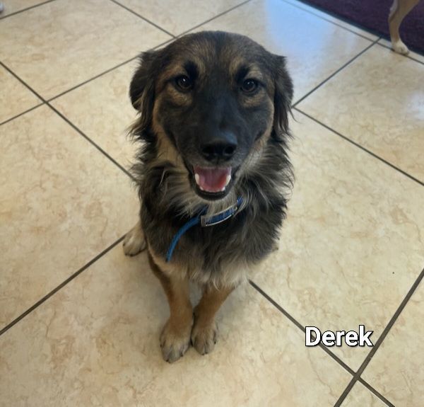 Dog for adoption - Derek Jeter , a German Shepherd Dog & Poodle Mix in  Lexington, KY
