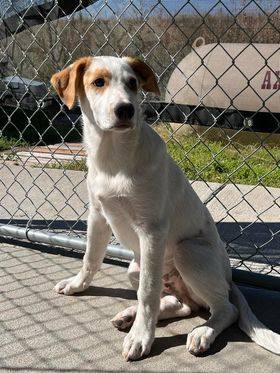 Simon, an adoptable Mixed Breed in Polson, MT, 59860 | Photo Image 1