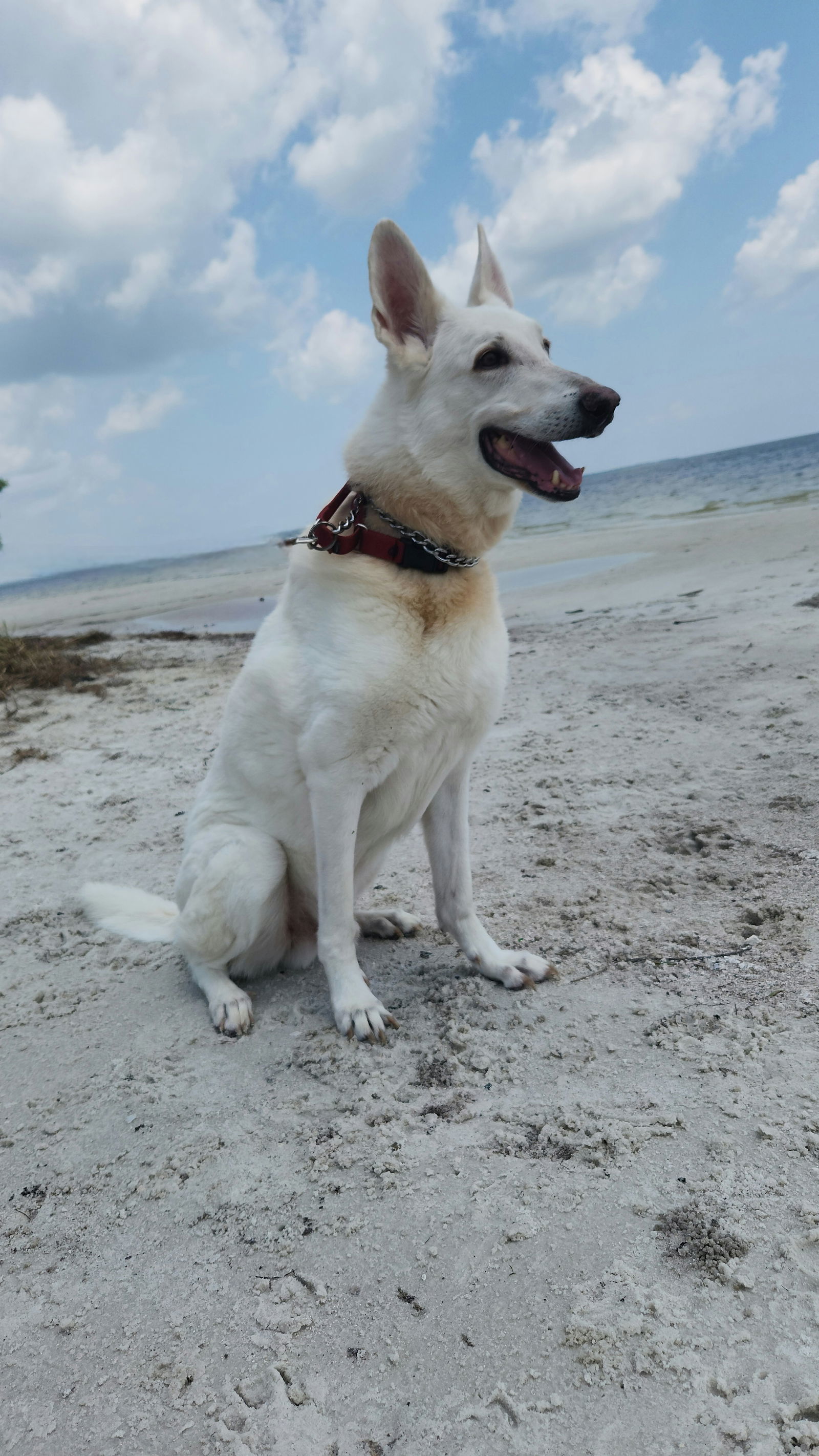Bhalu, an adoptable German Shepherd Dog in Tampa, FL, 33611 | Photo Image 1