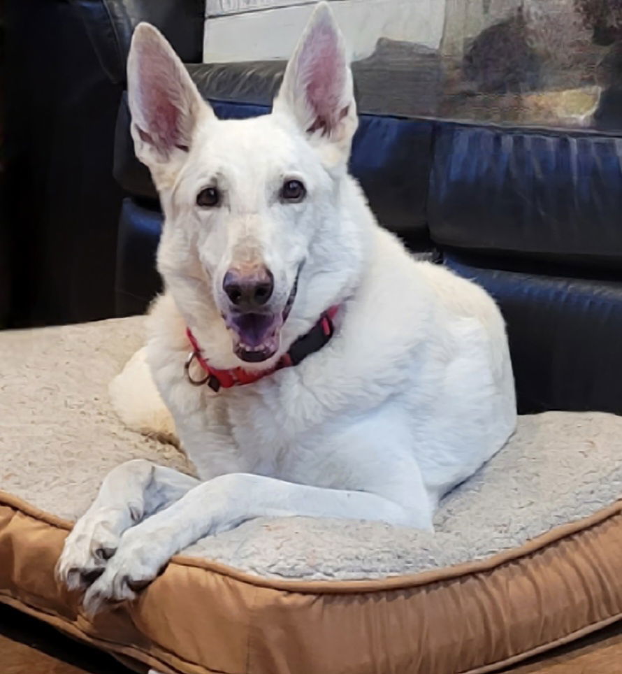 Bhalu, an adoptable German Shepherd Dog in Tampa, FL, 33611 | Photo Image 3