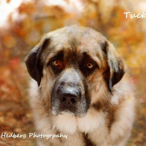 Prairie Paws Tucker