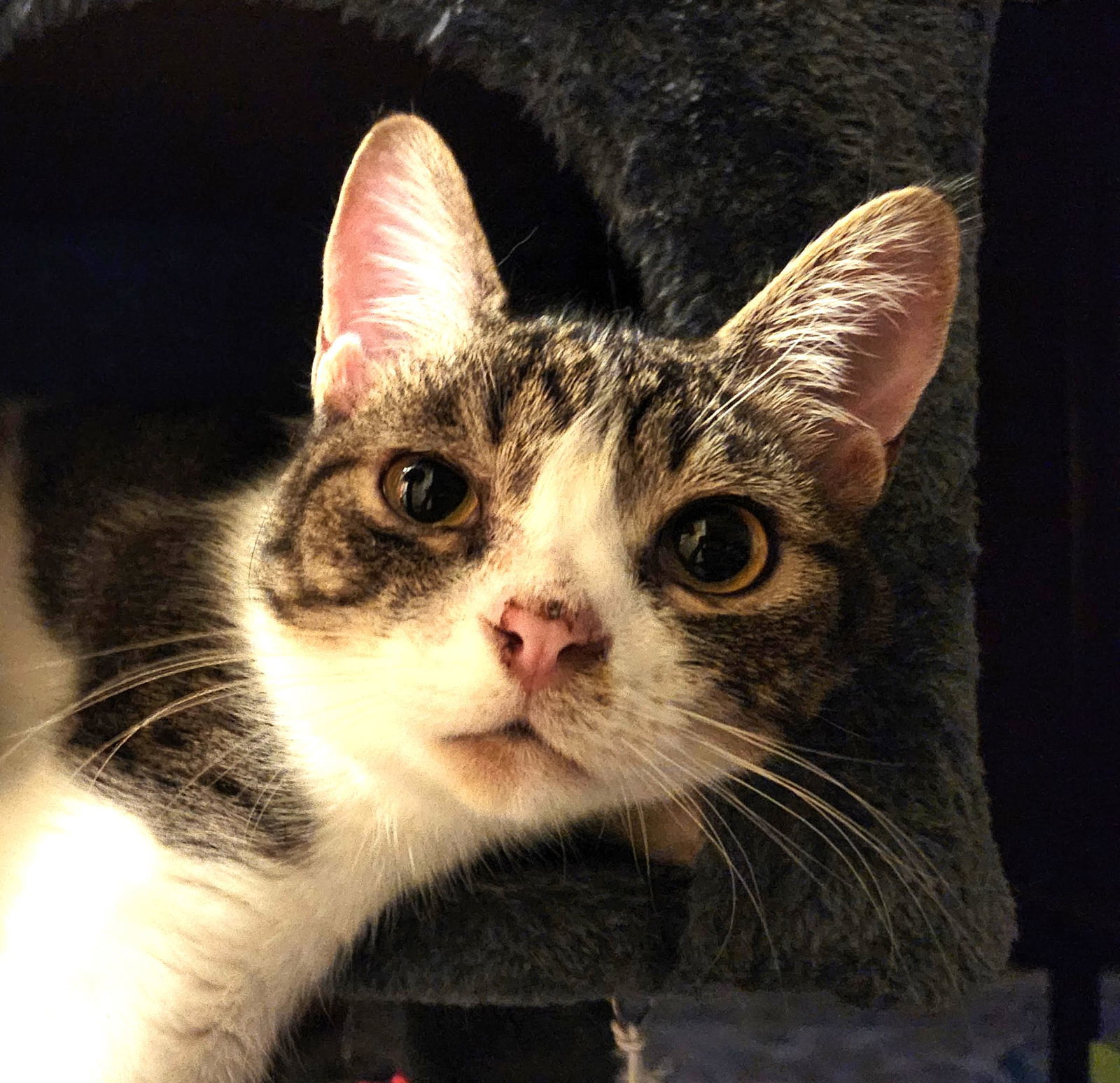 Helios, an adoptable Domestic Short Hair, Tabby in Vacaville, CA, 95696 | Photo Image 1