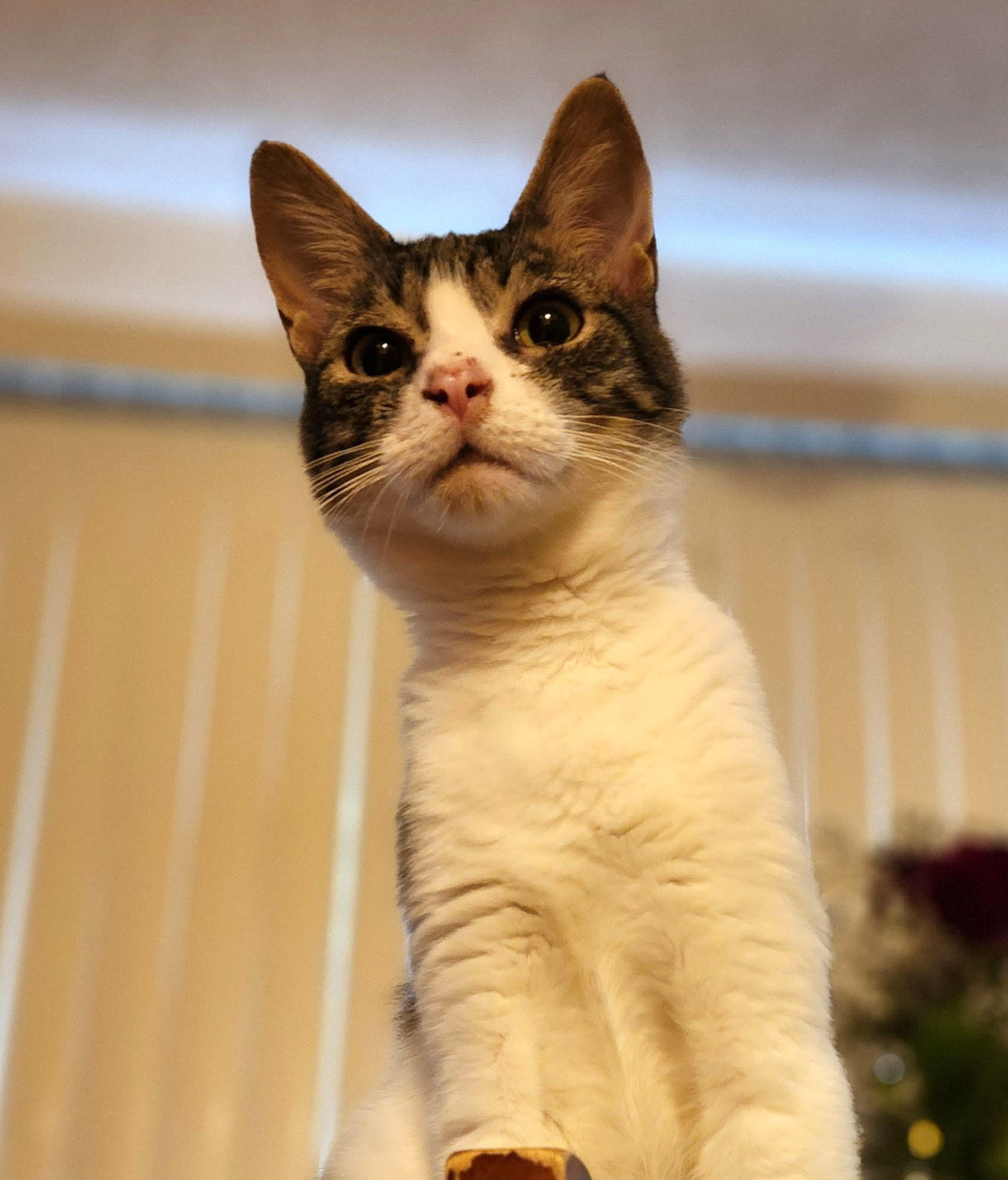 Helios, an adoptable Domestic Short Hair, Tabby in Vacaville, CA, 95696 | Photo Image 2