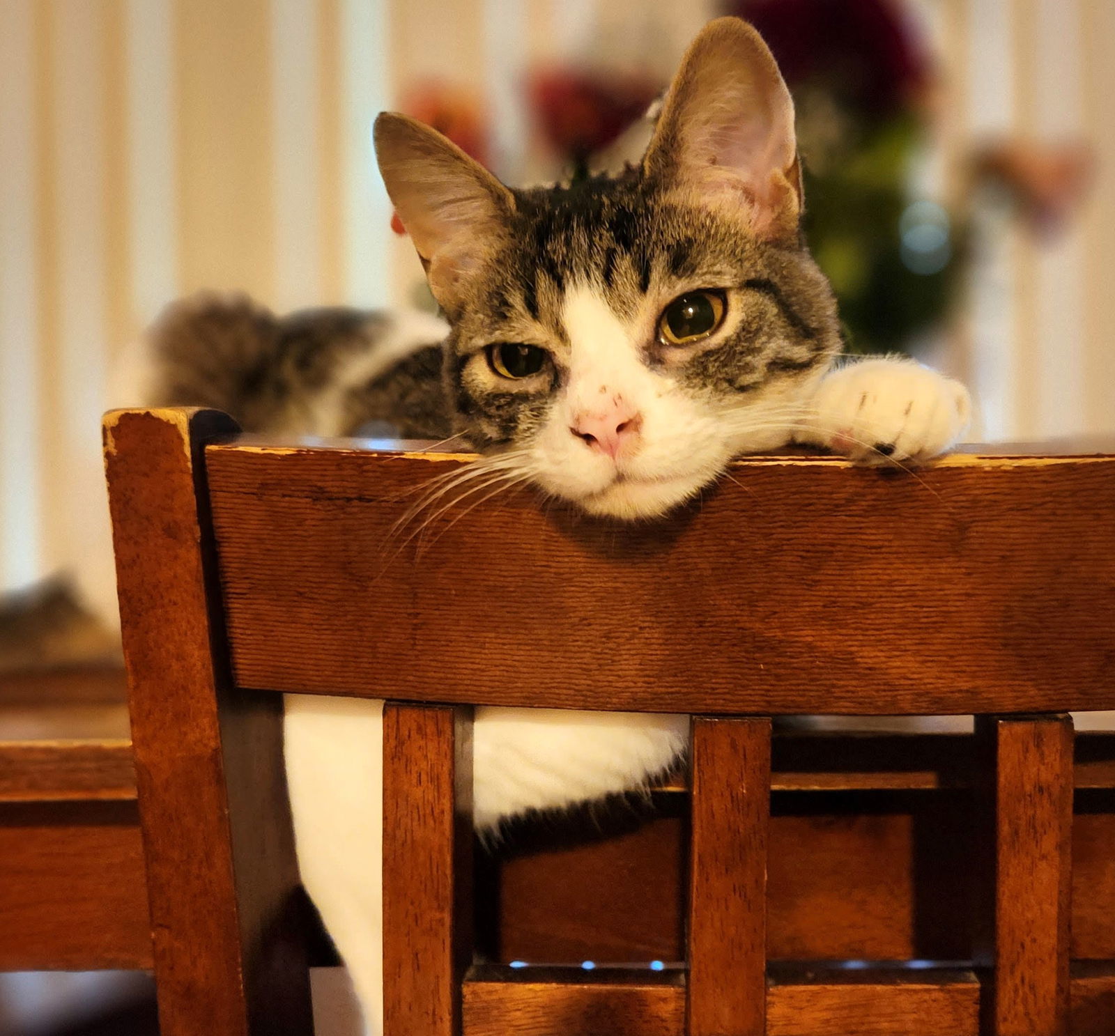Helios, an adoptable Domestic Short Hair, Tabby in Vacaville, CA, 95696 | Photo Image 3