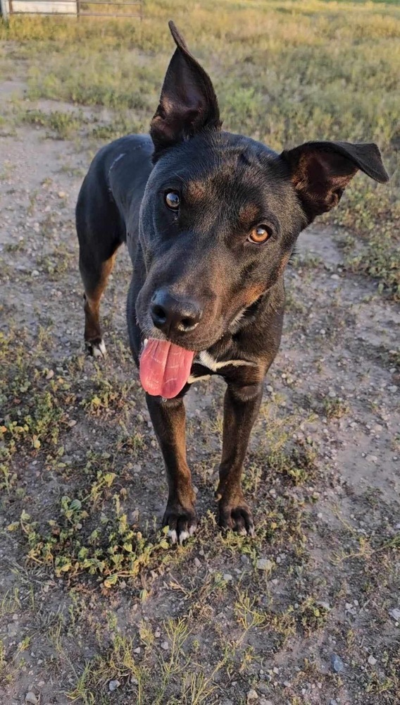 Goose (SC), an adoptable Terrier, Mixed Breed in San Angelo, TX, 76905 | Photo Image 1