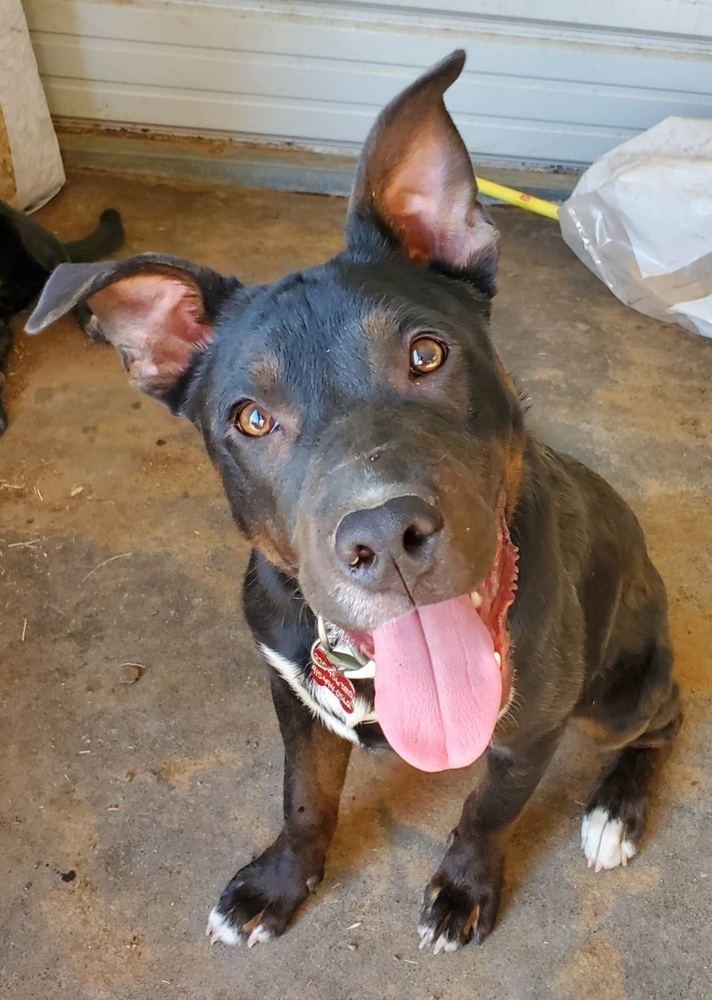 Goose (SC), an adoptable Terrier, Mixed Breed in San Angelo, TX, 76905 | Photo Image 2