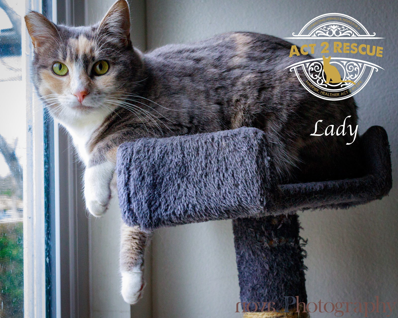 Lady
