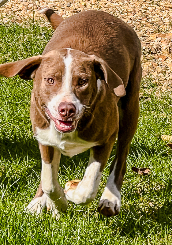 Nelly, an adoptable Labrador Retriever, Beagle in Sharon, VT, 05065 | Photo Image 3