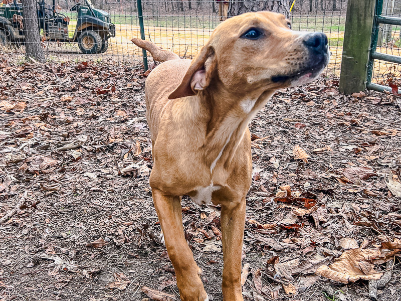 Zim, an adoptable Labrador Retriever, Beagle in Sharon, VT, 05065 | Photo Image 3